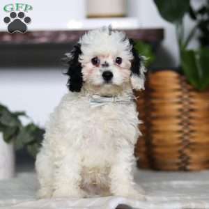 Jordan, Cavapoo Puppy